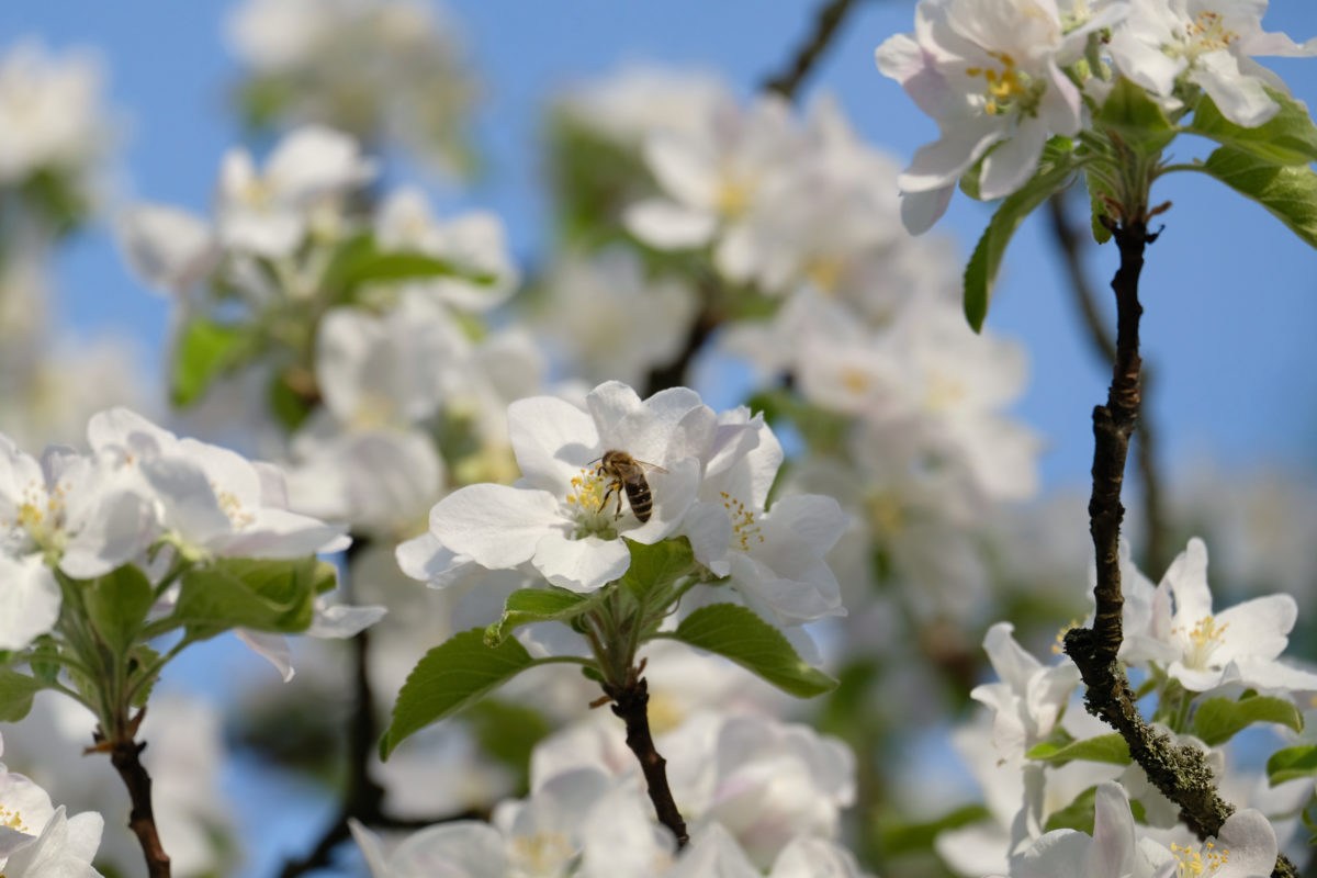 Bienen